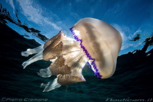 Sunny jellyfish by Pietro Cremone 